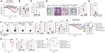 FOXP3 Antibody in Flow Cytometry (Flow)