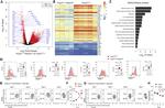 HELIOS Antibody in Flow Cytometry (Flow)