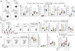 FOXP3 Antibody in Flow Cytometry (Flow)