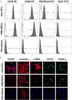 CD29 (Integrin beta 1) Antibody in Flow Cytometry (Flow)