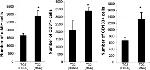 CD31 (PECAM-1) Antibody in Flow Cytometry (Flow)