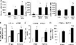 CD31 (PECAM-1) Antibody in Flow Cytometry (Flow)