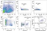 CD31 (PECAM-1) Antibody in Flow Cytometry (Flow)