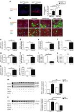 CD31 (PECAM-1) Antibody in Flow Cytometry (Flow)