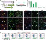 CD140a (PDGFRA) Antibody in Flow Cytometry (Flow)