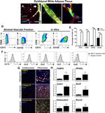 CD31 (PECAM-1) Antibody in Flow Cytometry (Flow)