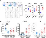 CD31 (PECAM-1) Antibody in Flow Cytometry (Flow)