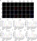 CD144 (VE-cadherin) Antibody in Immunocytochemistry (ICC/IF)