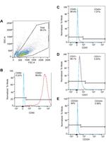 CD31 (PECAM-1) Antibody in Flow Cytometry (Flow)