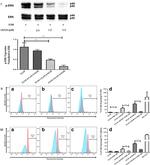 CD144 (VE-cadherin) Antibody in Flow Cytometry (Flow)