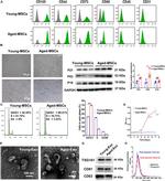 CD31 (PECAM-1) Antibody in Flow Cytometry (Flow)