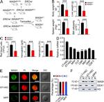 CD127 Antibody in Flow Cytometry (Flow)