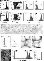 CD34 Antibody in Flow Cytometry (Flow)