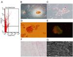 CD34 Antibody in Flow Cytometry (Flow)