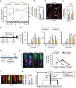 CD34 Antibody in Flow Cytometry (Flow)