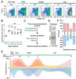 CD34 Antibody in Flow Cytometry (Flow)