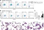 CD71 (Transferrin Receptor) Antibody in Flow Cytometry (Flow)