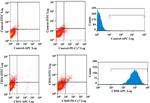 CD34 Antibody in Flow Cytometry (Flow)