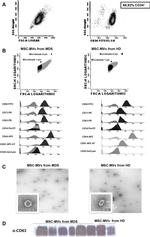 CD34 Antibody in Flow Cytometry (Flow)