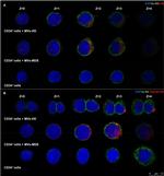 CD34 Antibody in Flow Cytometry (Flow)