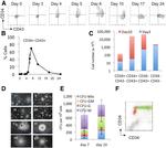 CD43 Antibody in Flow Cytometry (Flow)