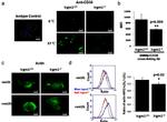 CD36 Antibody in Flow Cytometry (Flow)