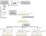 HLA-ABC Antibody in Flow Cytometry (Flow)