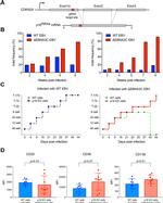 CD138 (Syndecan-1) Antibody in Flow Cytometry (Flow)