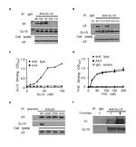 CD41a Antibody in Western Blot (WB)