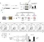 CD41a Antibody in Flow Cytometry (Flow)