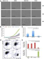 CD41a Antibody in Flow Cytometry (Flow)