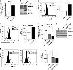 CD41a Antibody in Flow Cytometry (Flow)