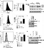 CD41a Antibody in Flow Cytometry (Flow)