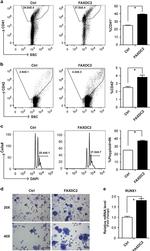 CD41a Antibody in Flow Cytometry (Flow)