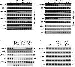 NDUFA9 Antibody in Western Blot (WB)