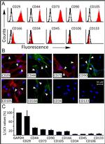 CD44 Antibody in Immunocytochemistry, Flow Cytometry (ICC/IF, Flow)