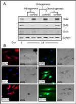 CD44 Antibody in Western Blot (WB)