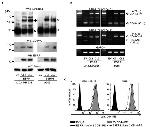 CD44 Antibody in Western Blot, Flow Cytometry (WB, Flow)