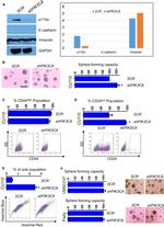 CD44 Antibody in Flow Cytometry (Flow)