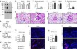 CD45 Antibody in Immunocytochemistry, Flow Cytometry (ICC/IF, Flow)