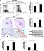 CD49b (Integrin alpha 2) Antibody in Flow Cytometry (Flow)