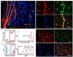 TER-119 Antibody in Flow Cytometry (Flow)