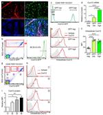 TER-119 Antibody in Flow Cytometry (Flow)