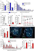 Ki-67 Antibody in Flow Cytometry (Flow)