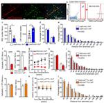 CD48 Antibody in Flow Cytometry (Flow)