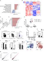 EOMES Antibody in Flow Cytometry (Flow)