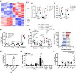 EOMES Antibody in Flow Cytometry (Flow)