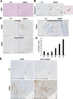 CD45 Antibody in Immunohistochemistry (IHC)