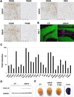 CD45 Antibody in Immunohistochemistry (IHC)