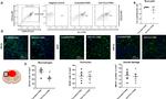 CD45 Antibody in Flow Cytometry (Flow)